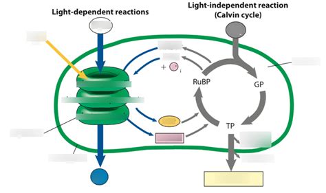 light dependent  light independent reactions diagram quizlet