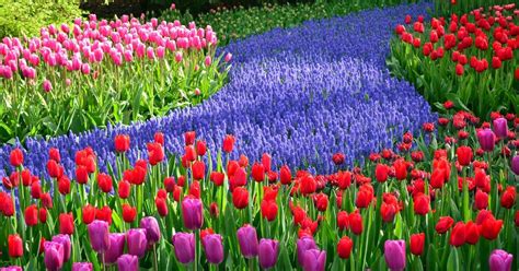 Virtual Tours Keukenhof Is Bringing Its World Famous