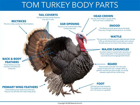 parts   turkey diagram enjoy teaching  brenda kovich