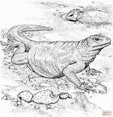 Komodo Drago Imprimer Varan Waran Kolorowanka Dragones Iguanas Brodata Agama Druku sketch template