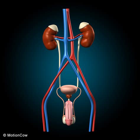 male reproductive urinary system motioncow