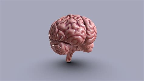 human brain cerebrum brainstem    model