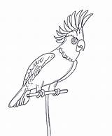 Papagaai Animaatjes sketch template