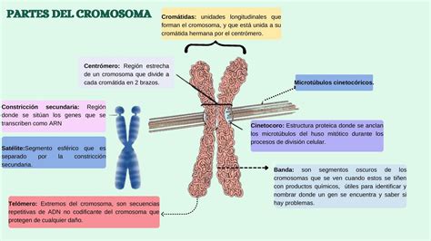 Partes Del Cromosoma Bosque Udocz