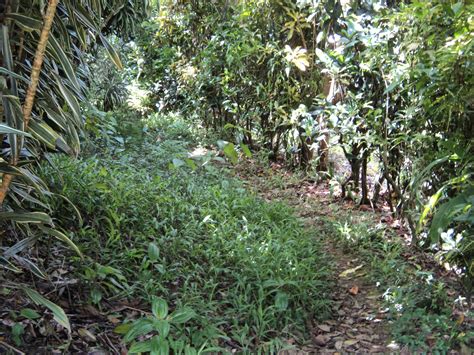 2 8 Acres Of Untouched Land At Despor Millenia Realty Dominica