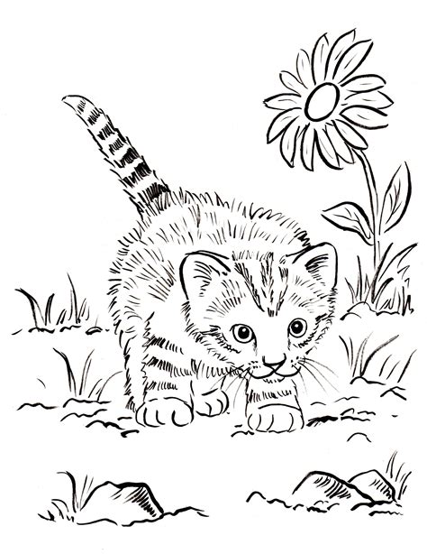 kitten coloring page samantha bell