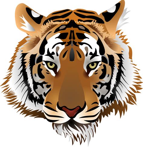 tiger image  vector vector