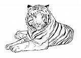 Tigre Tigres Dibujar Adulto Finalmente Recostado Observa Tenemos Atentamente sketch template