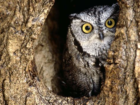 owl owls wallpaper  fanpop
