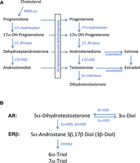 gonadal steroid hormones sex steroid hormones