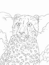 Coloring Pages Cheetah Portrait Printable Drawing sketch template