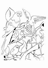 Coloriage Imprimer Oiseau Oiseaux Perroquet Dessin Savane Colorier Perroquets Hugolescargot Greatestcoloringbook sketch template