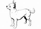 Chihuahua Colorare Chien Hond Malvorlage Ausmalbilder Schnauzer Disegni Dog Scarica sketch template