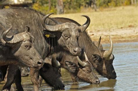 zimbabwe buffaloes