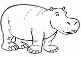 Hippopotamuses Coloring Drawing sketch template