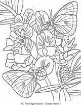Numbers Dover Butterflies Doverpublications sketch template