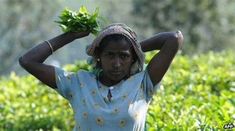 Tea Industrys Future Depends On Corporate Collaboration Bbc News