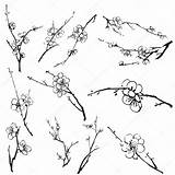 Plum Blossom Drawing Getdrawings Branches sketch template