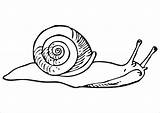 Escargot Snail sketch template