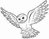 Harry Potter Owl Coloring Pages Animal Printable Drawing Animals Drawings sketch template