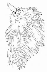 Echidna Coloring Pages Color Australian Animals Sheet Animal Printable Template sketch template