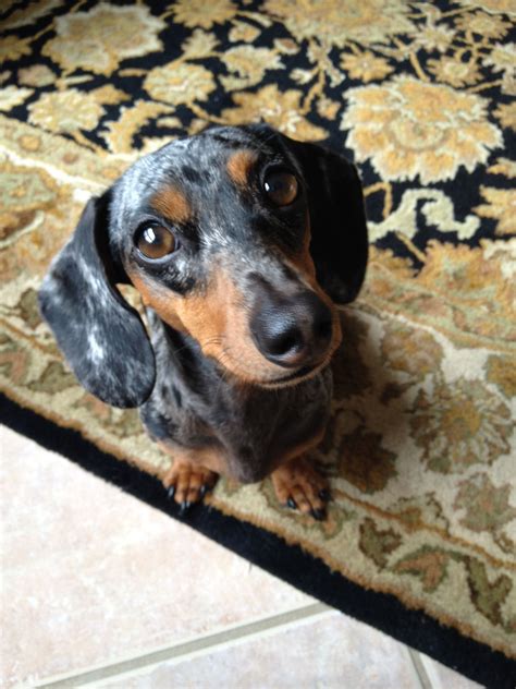 pin  michelle dixon hollingsworth  pets dachshund love dapple