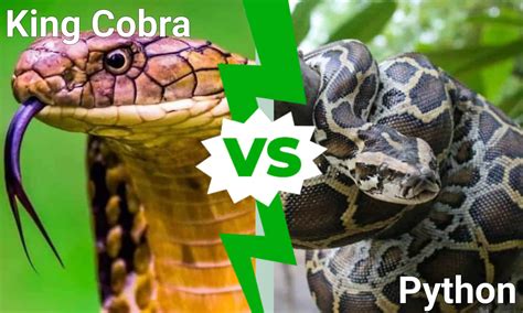 king cobra  python  deadly snake  win   fight