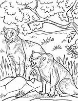 Cougar Coloring Pages Animals Book sketch template