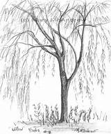 Willow Coloring Weeping Pages Tree Drawing Color Getcolorings Printable Getdrawings sketch template