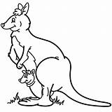 Cangur Colorat Planse Kangourou Salbatice Animale Desene Kangaroo Coloriage Canguri Coloriages sketch template