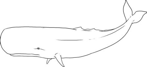 amazing whale coloring pages   print whale drawing whale