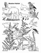 Coloring Meadow Habitat Pages Animal Habitats Nature Sheets sketch template