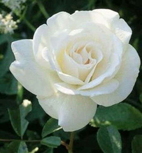 gambar bunga mawar putih cantik galeri bunga hd