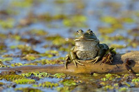 frog  natural habitat stock photo image