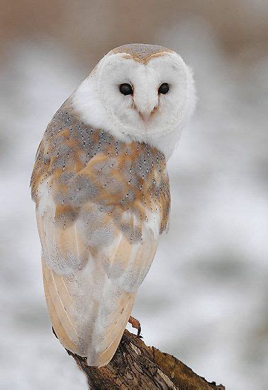 Winter Barn Owl By Barnowlcentre From Redbubble Via Bev