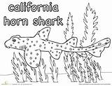 Shark Coloring Horn Education Colouring Pages Words sketch template