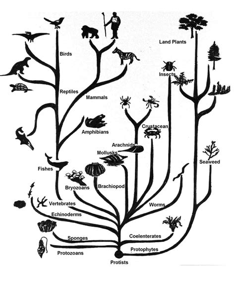 phylogenetic tree phylogenetic tree tree  life evolution