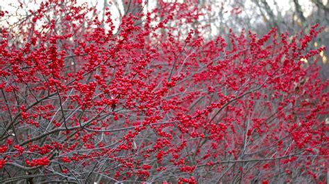 beautiful red berries   road land designs