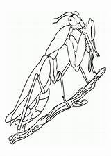 Mantis Religiosa Praying Dibujo Grillo Gottesanbeterin Malvorlage Bidsprinkhaan Kleurplaat Schulbilder Ausmalbild Schoolplaten Educolor Grande sketch template
