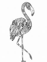 Coloring Pages Flamingo Zentangle Adults Adult Mycoloring sketch template