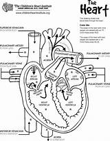 Heart Coloring Diagram Printable Anatomy Through Blood Supplement Flows Studies Child Perfect Great sketch template