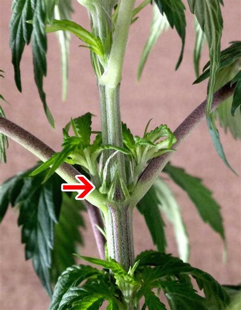 how to tell sex of cannabis plants with pictures grow