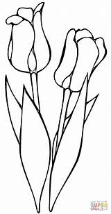 Lalele Kolorowanki Tulip Tulipany Tulpe Kleurplaten Vorlagen Malvorlagen Colorat Kolorowanka Druku Tulp Bloemen Dzieci Planse Flori Tekenen sketch template
