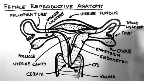 female reproductive system diagram exatininfo