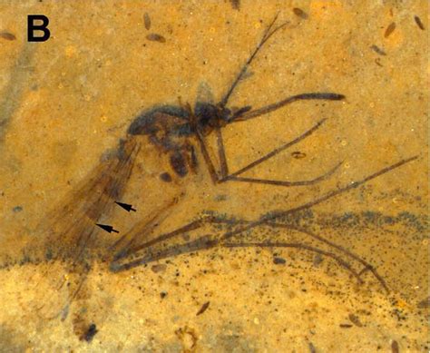 Sciency Thoughts Two New Species Of Mosquito From The Eocene Of Montana