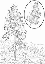 Coloring Hemlock Western Printable Pages Trees Categories sketch template