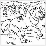 Wolf Coloring Pages Kids Print Printable Children Animals Justcolor sketch template