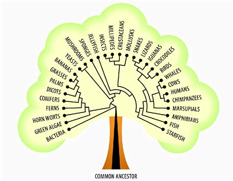 ls  environmental   evolution biology dictionary