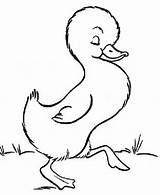 Goose Coloring Little Pages Walking Cute Around Netart Duck Drawing Animals Svetlana sketch template