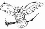 Owl Burrowing Coloring Getdrawings sketch template